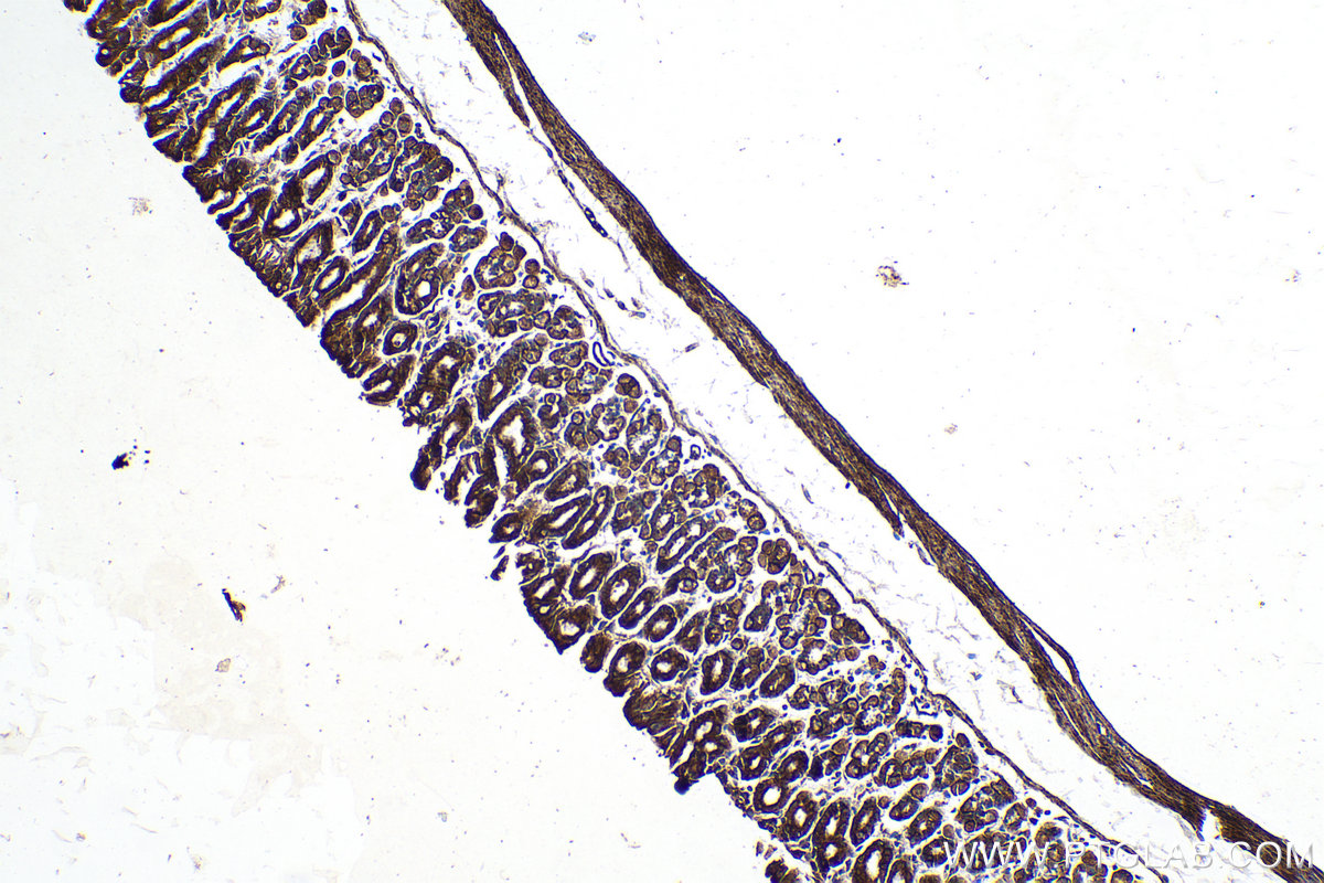 Immunohistochemical analysis of paraffin-embedded mouse stomach tissue slide using KHC0180 (ALKBH3 IHC Kit).