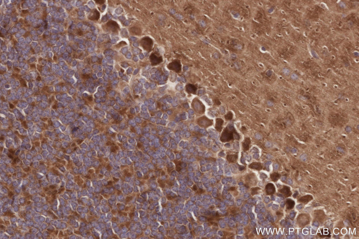 Immunohistochemical analysis of paraffin-embedded mouse cerebellum tissue slide using KHC2819 (ALS2 IHC Kit).