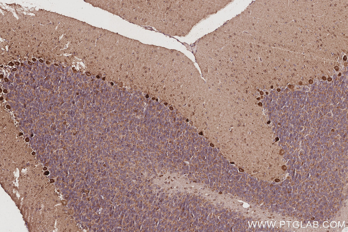 Immunohistochemical analysis of paraffin-embedded rat cerebellum tissue slide using KHC3030 (AMFR/GP78 IHC Kit).