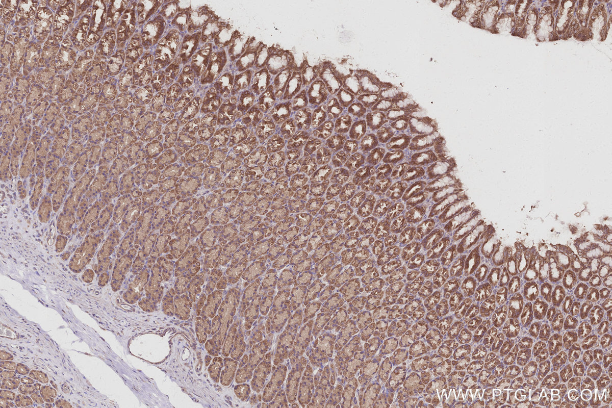 Immunohistochemical analysis of paraffin-embedded rat stomach tissue slide using KHC3030 (AMFR/GP78 IHC Kit).