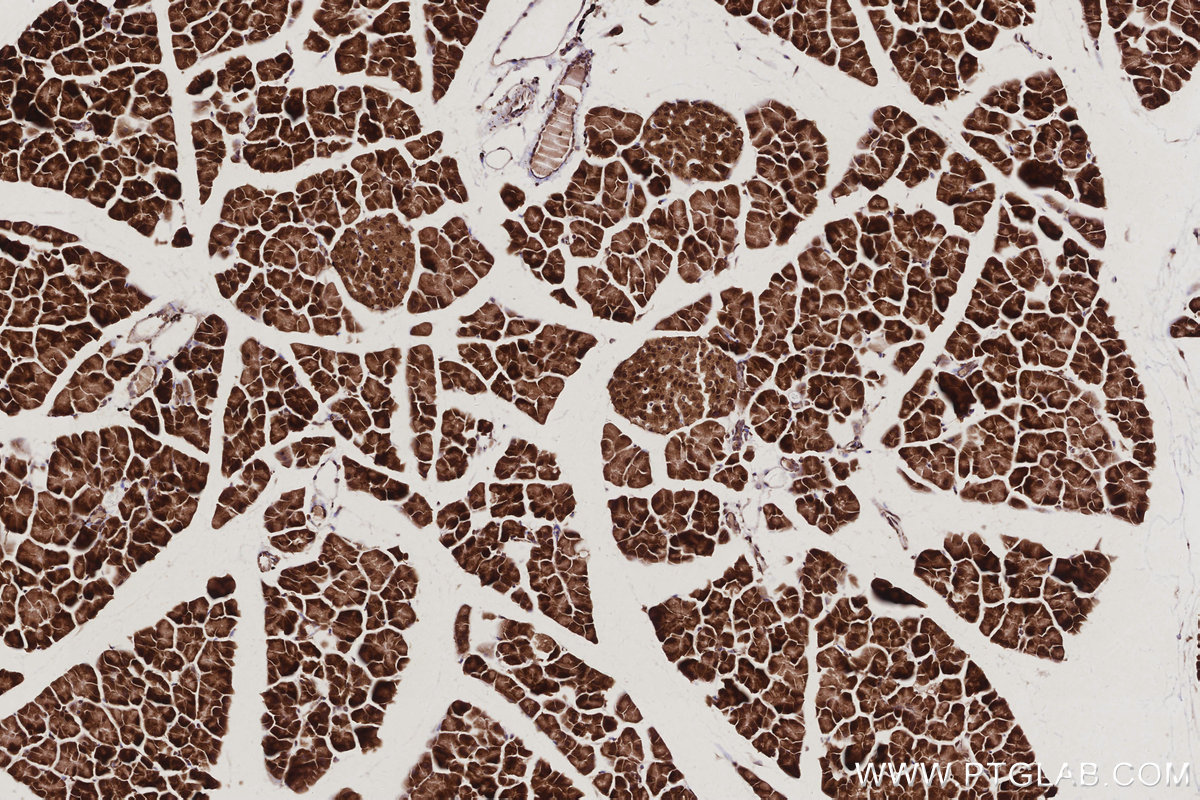 Immunohistochemical analysis of paraffin-embedded mouse pancreas tissue slide using KHC3021 (ANAPC5 IHC Kit).