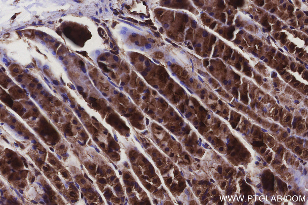 Immunohistochemical analysis of paraffin-embedded mouse stomach tissue slide using KHC3104 (ANKRD54 IHC Kit). Immunohistochemical analysis of paraffin-embedded mouse stomach tissue slide using KHC3104 (ANKRD54 IHC Kit).
