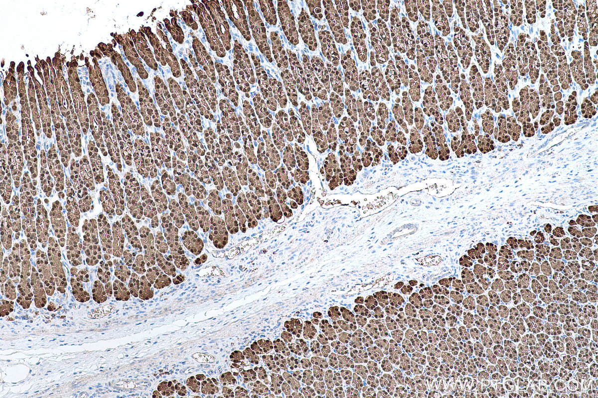 Immunohistochemical analysis of paraffin-embedded rat stomach tissue slide using KHC0692 (ANXA10 IHC Kit).