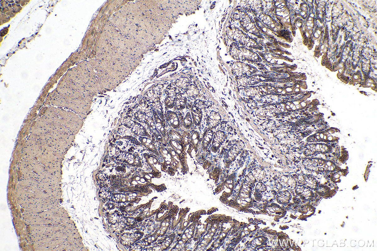 Immunohistochemical analysis of paraffin-embedded rat colon tissue slide using KHC0708 (ANXA11 IHC Kit).