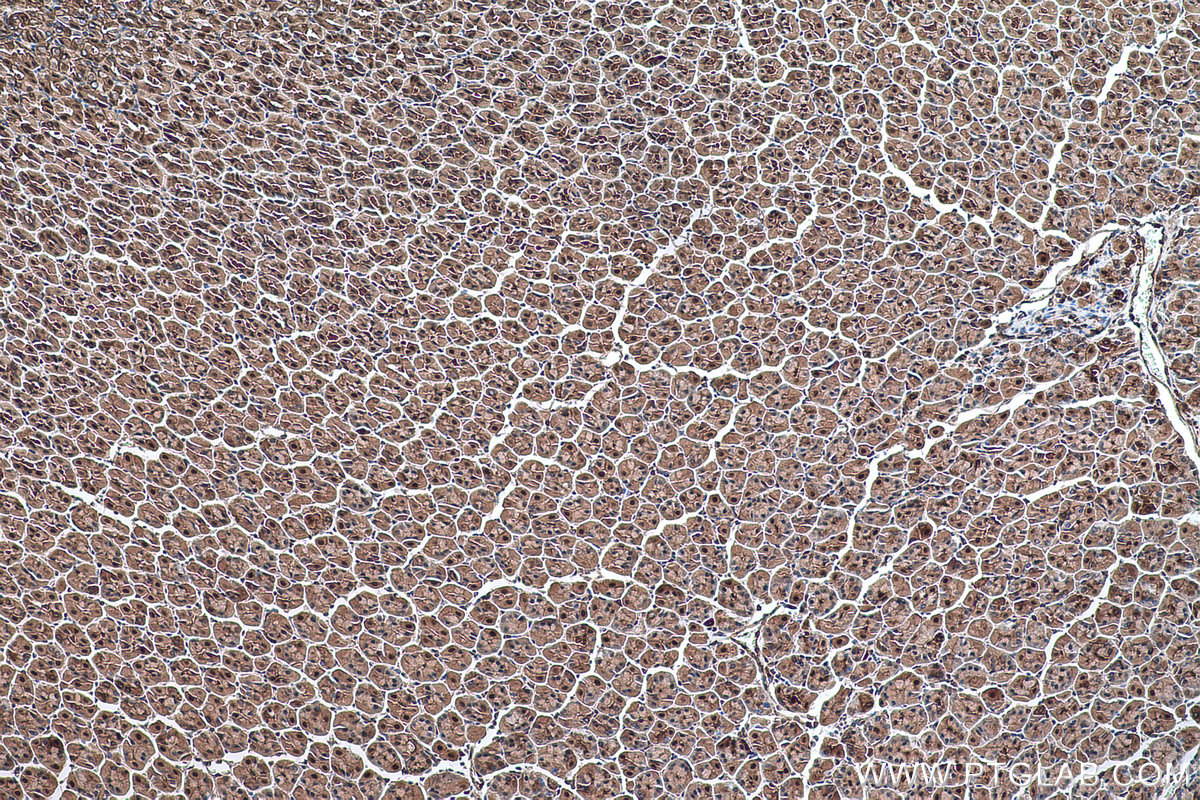 Immunohistochemical analysis of paraffin-embedded mouse stomach tissue slide using KHC0281 (ANXA7 IHC Kit).