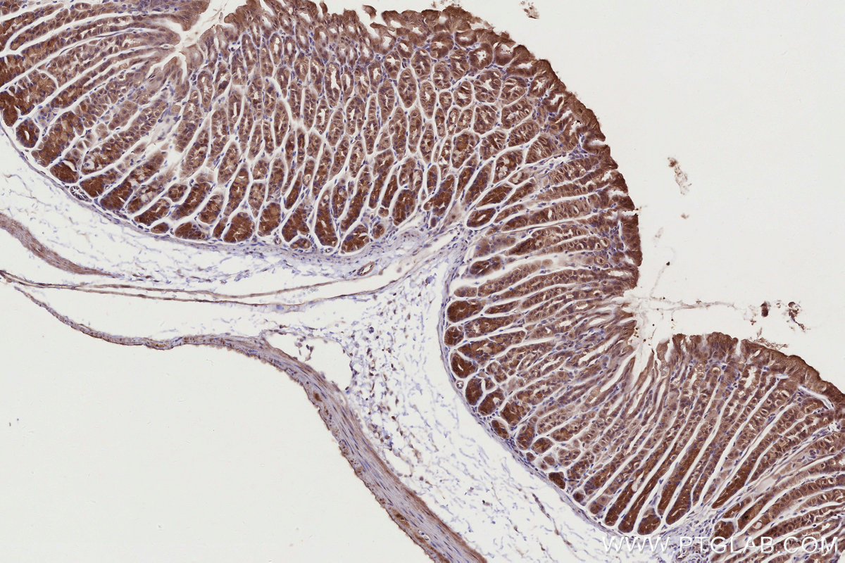 Immunohistochemical analysis of paraffin-embedded mouse stomach tissue slide using KHC2762 (APBB2 IHC Kit).