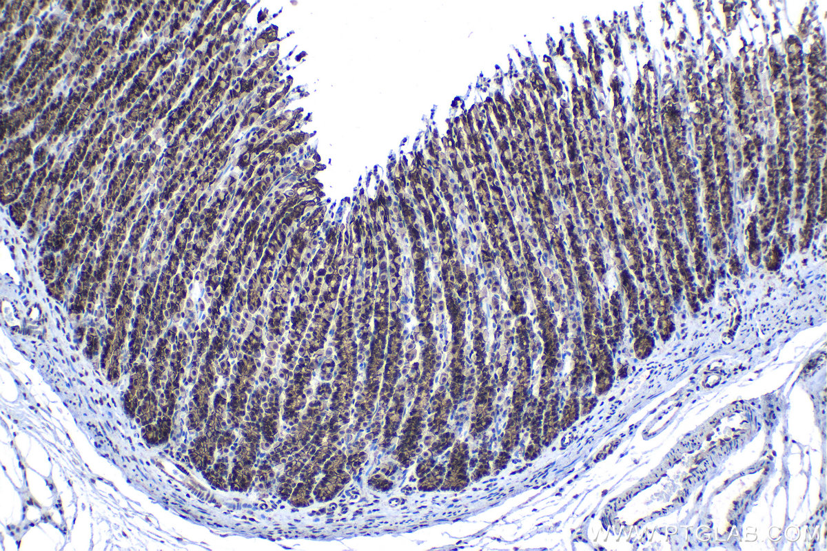 Immunohistochemical analysis of paraffin-embedded rat stomach tissue slide using KHC1351 (APC2 IHC Kit).