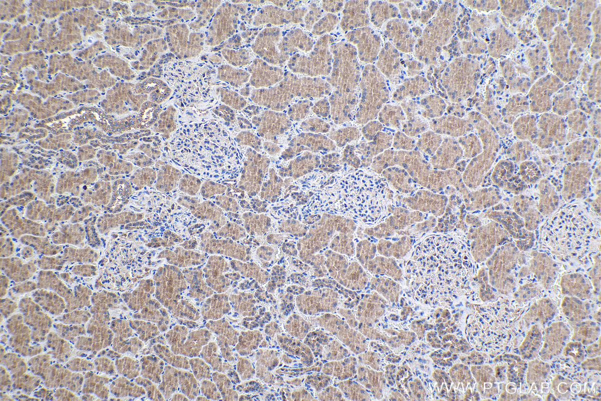 Immunohistochemical analysis of paraffin-embedded human kidney tissue slide using KHC1114 (APLP2 IHC Kit).