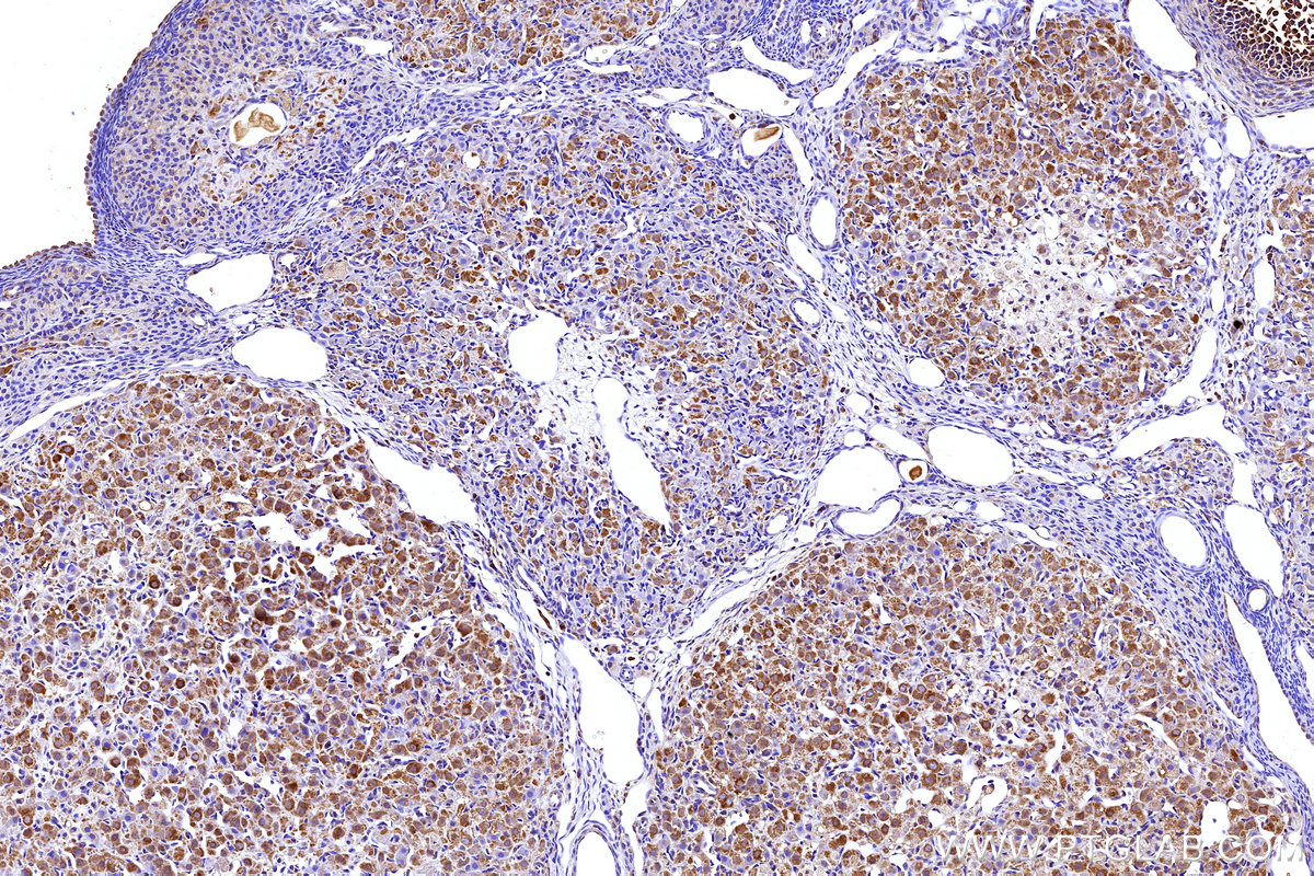 Immunohistochemical analysis of paraffin-embedded rat ovary tissue slide using KHC3167 (APOB IHC Kit).