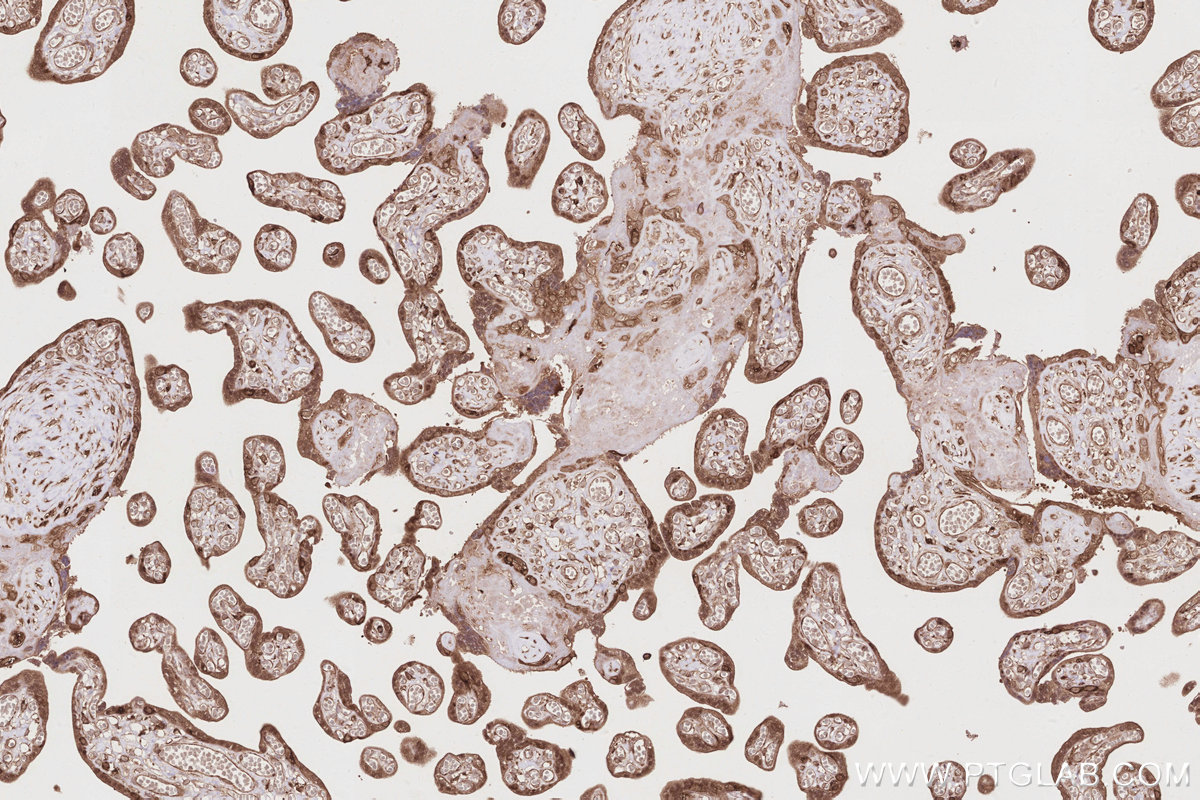 Immunohistochemical analysis of paraffin-embedded human placenta tissue slide using KHC2854 (APOL2 IHC Kit).