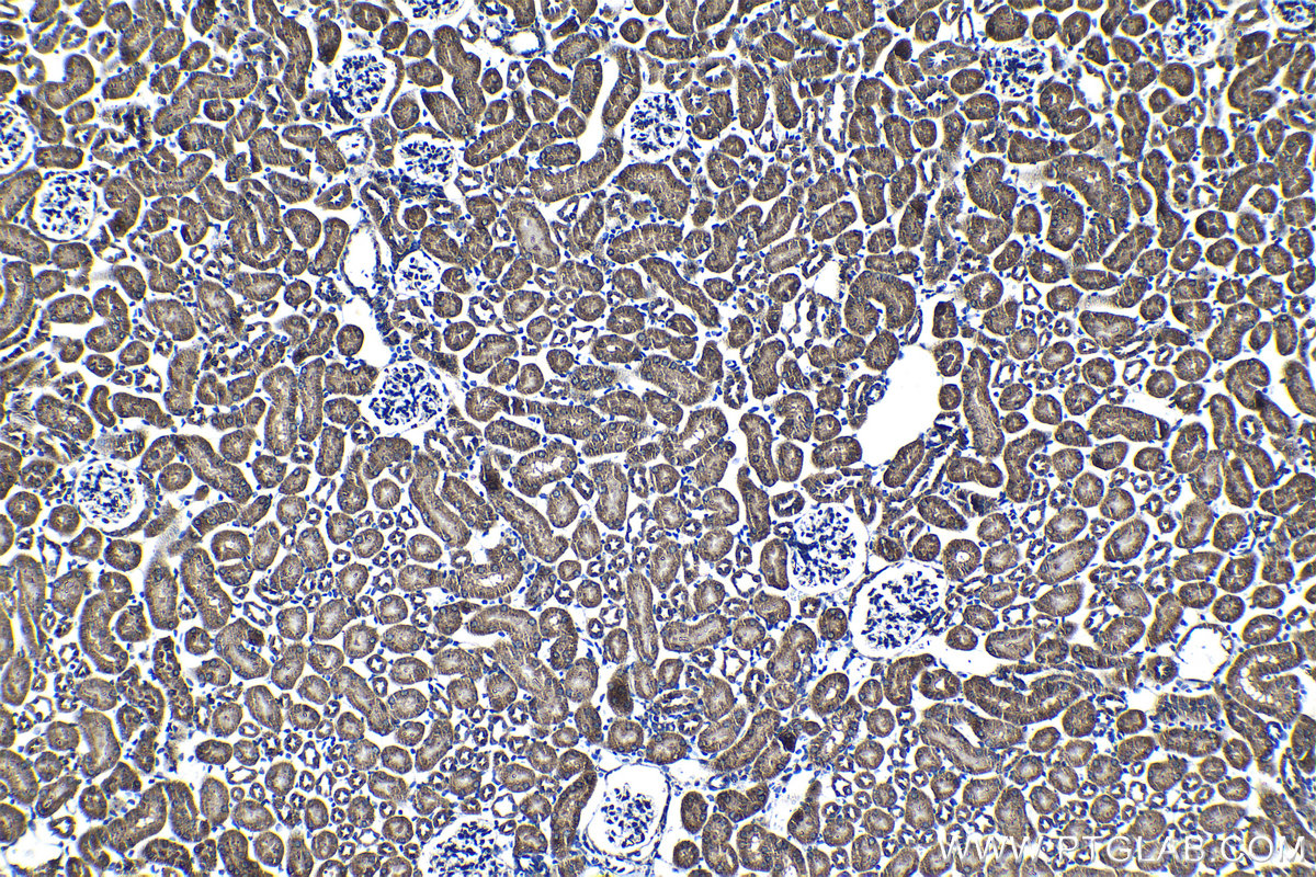 Immunohistochemical analysis of paraffin-embedded mouse kidney tissue slide using KHC1352 (APOOL IHC Kit).