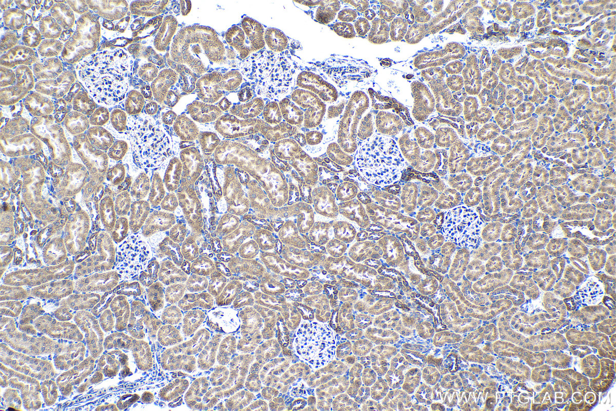 Immunohistochemical analysis of paraffin-embedded rat kidney tissue slide using KHC1352 (APOOL IHC Kit).