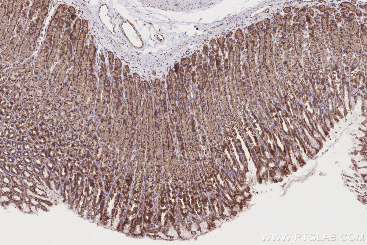 Immunohistochemical analysis of paraffin-embedded rat stomach tissue slide using KHC2679 (ARFGAP2 IHC Kit).