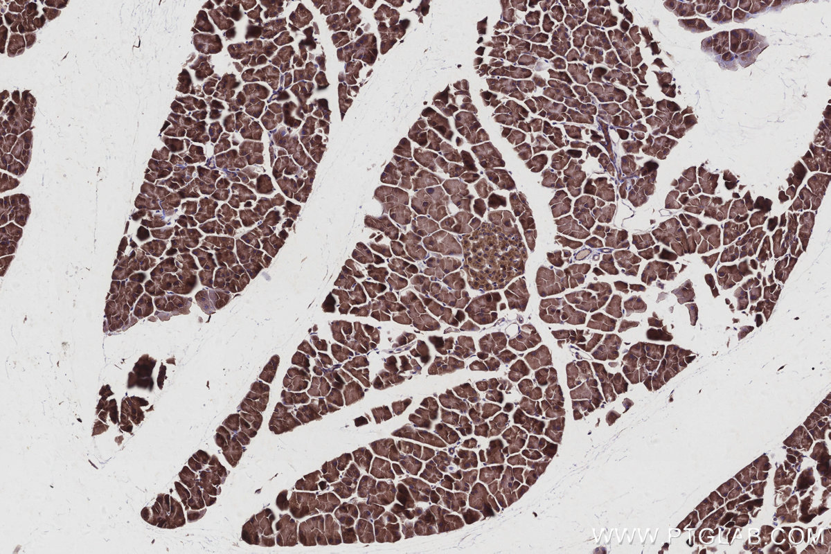 Immunohistochemical analysis of paraffin-embedded mouse pancreas tissue slide using KHC2934 (ARFGAP3 IHC Kit).