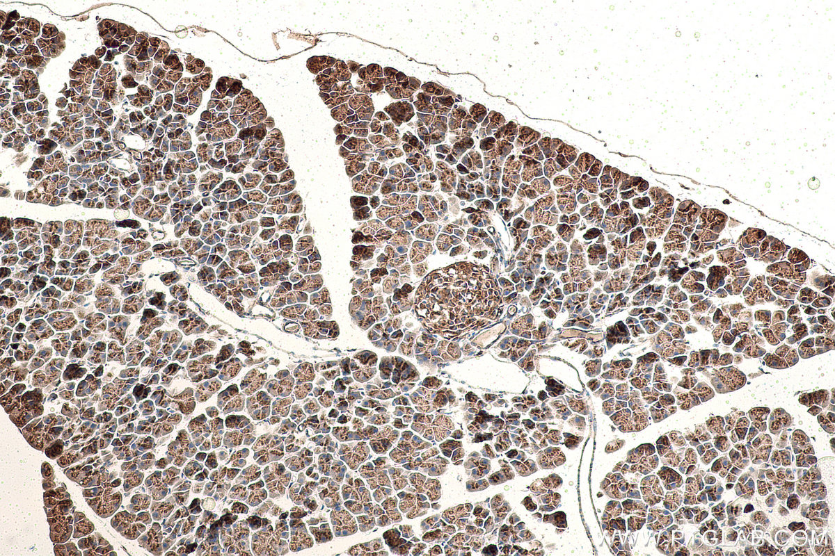 Immunohistochemical analysis of paraffin-embedded mouse pancreas tissue slide using KHC0865 (ARFIP1 IHC Kit).