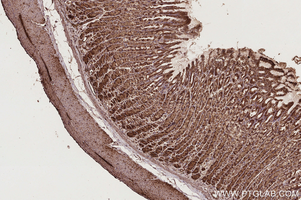 Immunohistochemical analysis of paraffin-embedded rat stomach tissue slide using KHC2764 (ARHGEF1 IHC Kit). Immunohistochemical analysis of paraffin-embedded rat stomach tissue slide using KHC2764 (ARHGEF1 IHC Kit).