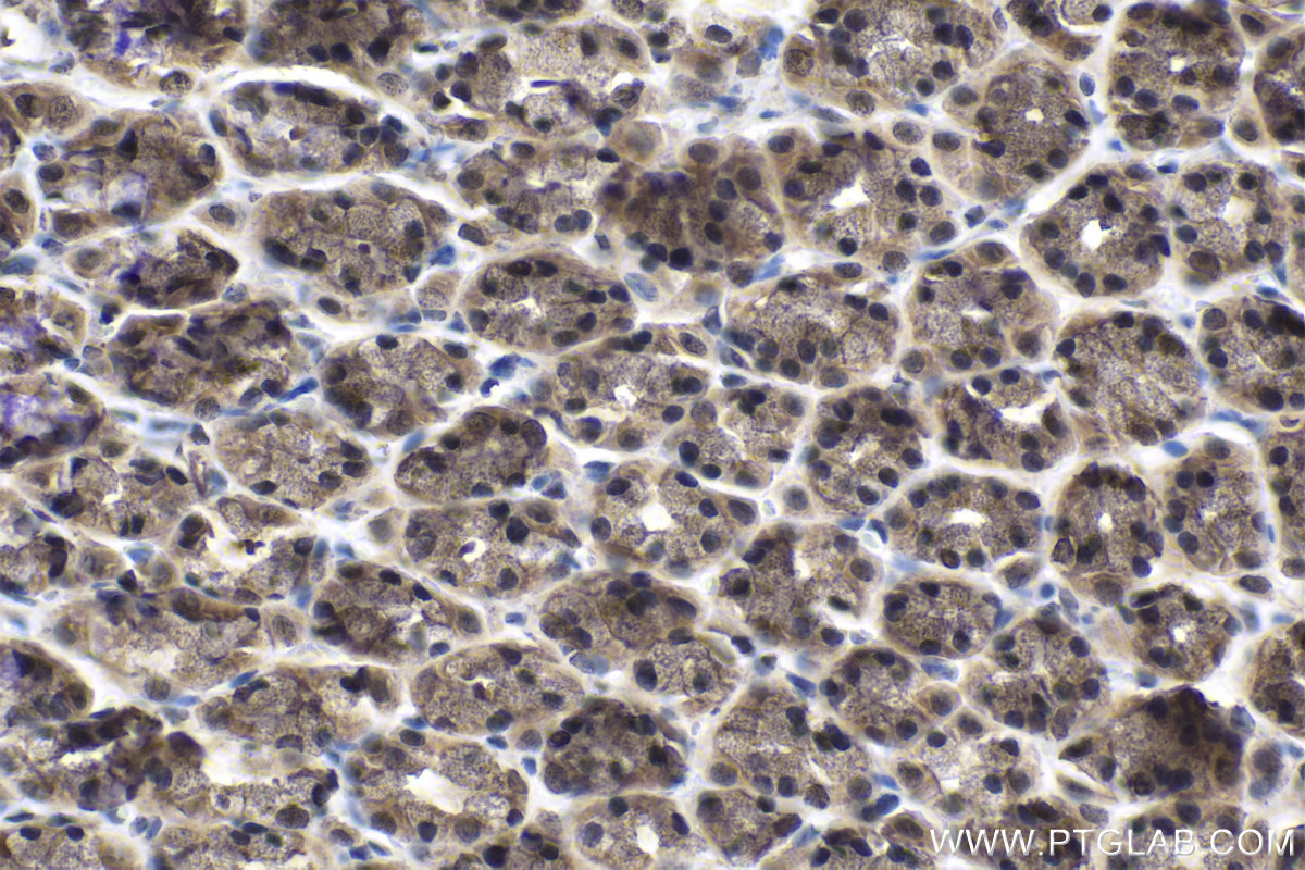 Immunohistochemical analysis of paraffin-embedded rat stomach tissue slide using KHC1772 (ARID4B IHC Kit).