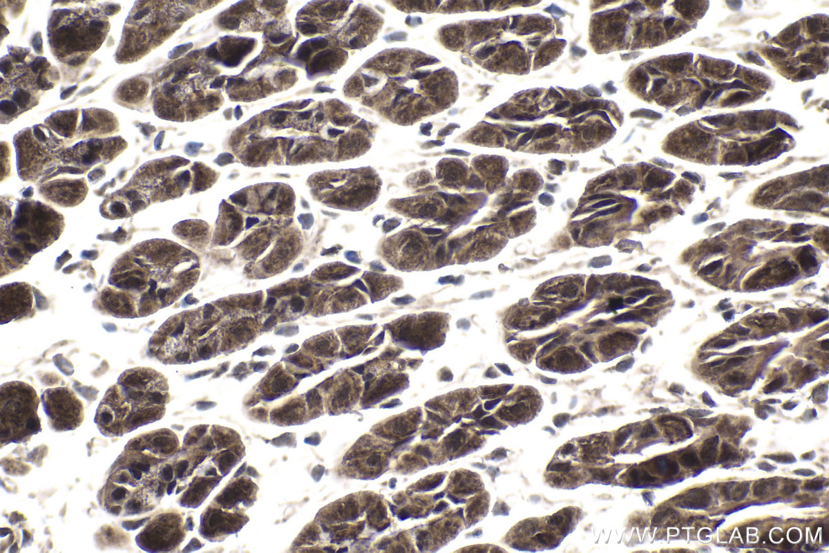 Immunohistochemical analysis of paraffin-embedded mouse stomach tissue slide using KHC1772 (ARID4B IHC Kit).