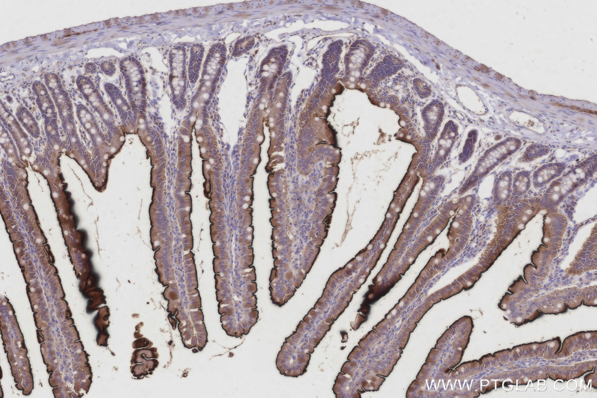 Immunohistochemical analysis of paraffin-embedded rat small intestine tissue slide using KHC2948 (ASAH2 IHC Kit).