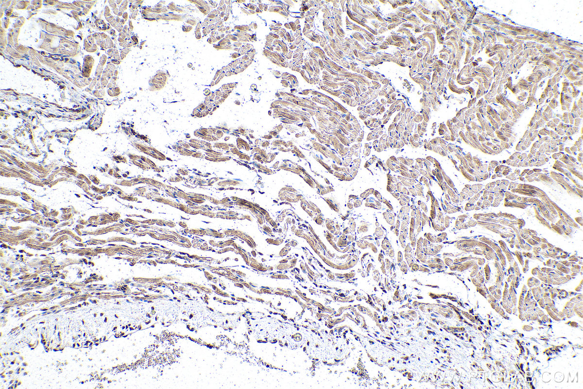 Immunohistochemical analysis of paraffin-embedded rat heart tissue slide using KHC0932 (ATOX1 IHC Kit).