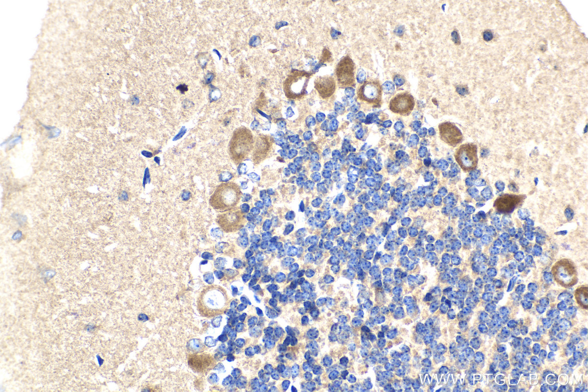 Immunohistochemical analysis of paraffin-embedded mouse cerebellum tissue slide using KHC2120 (ATP6AP2 IHC Kit).