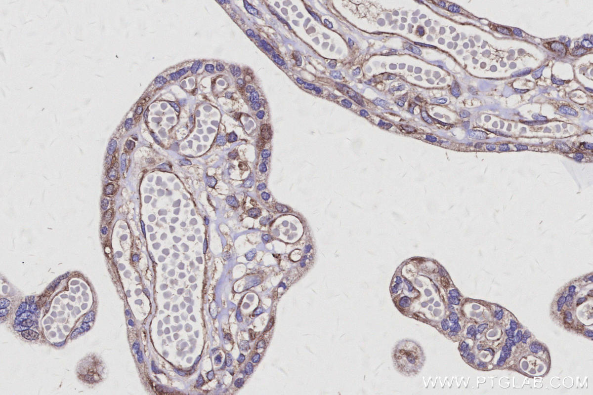 Immunohistochemical analysis of paraffin-embedded human placenta tissue slide using KHC3118 (AVEN IHC Kit). Immunohistochemical analysis of paraffin-embedded human placenta tissue slide using KHC3118 (AVEN IHC Kit).