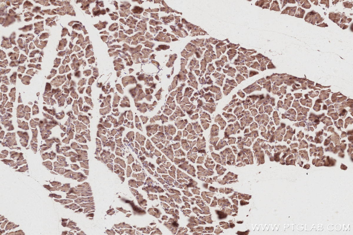 Immunohistochemical analysis of paraffin-embedded mouse pancreas tissue slide using KHC2922 (AZI2/NAP1 IHC Kit).