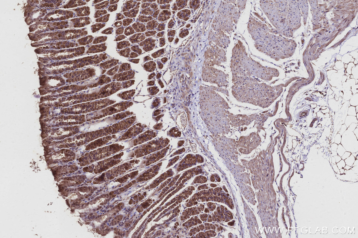 Immunohistochemical analysis of paraffin-embedded mouse stomach tissue slide using KHC2922 (AZI2/NAP1 IHC Kit).