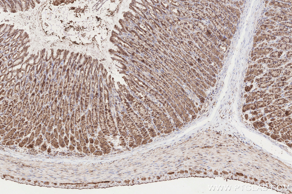 Immunohistochemical analysis of paraffin-embedded rat stomach tissue slide using KHC3299 (B3GNT7 IHC Kit).