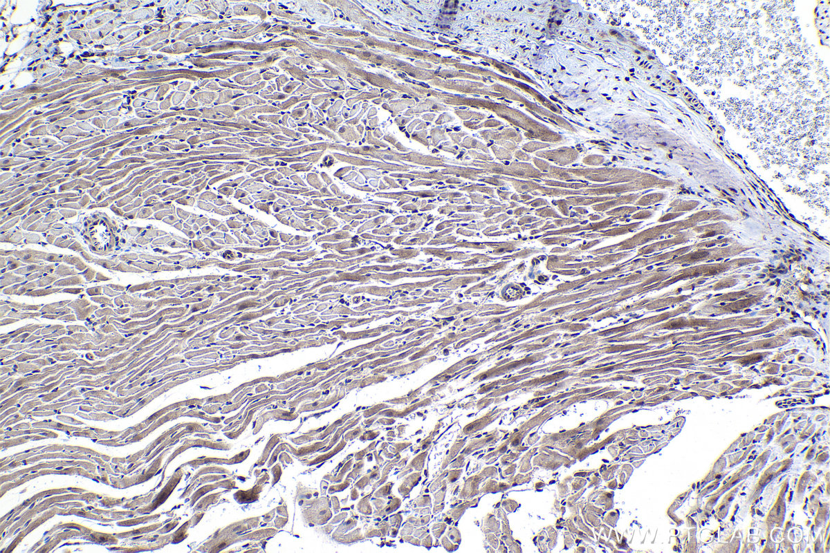 Immunohistochemical analysis of paraffin-embedded rat heart tissue slide using KHC1031 (BAG5 IHC Kit).