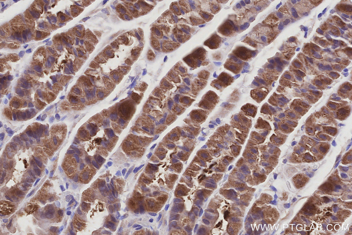 Immunohistochemical analysis of paraffin-embedded mouse stomach tissue slide using KHC3010 (BAIAP2L1 IHC Kit). Immunohistochemical analysis of paraffin-embedded mouse stomach tissue slide using KHC3010 (BAIAP2L1 IHC Kit).