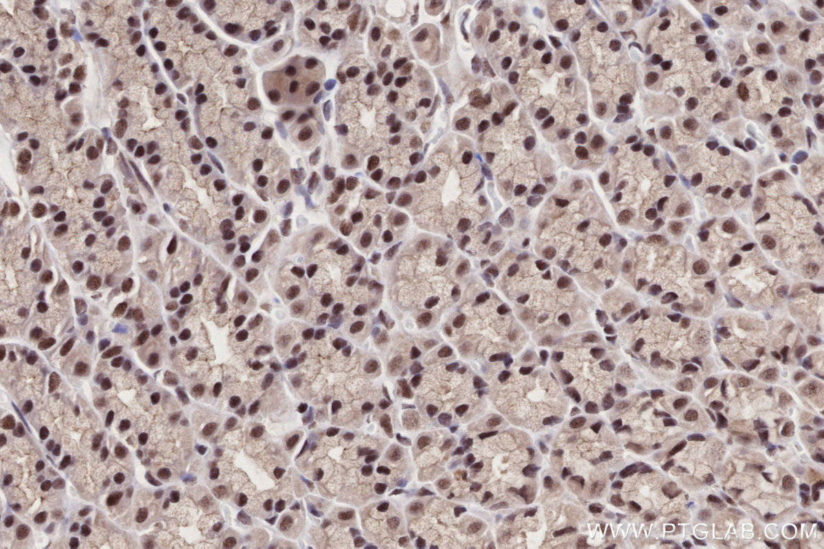 Immunohistochemical analysis of paraffin-embedded rat stomach tissue slide using KHC2693 (BANP IHC Kit).