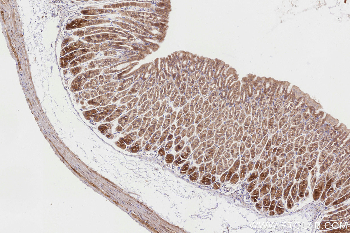 Immunohistochemical analysis of paraffin-embedded mouse stomach tissue slide using KHC2826 (BBS4 IHC Kit).
