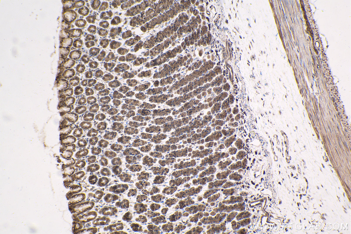 Immunohistochemical analysis of paraffin-embedded rat stomach tissue slide using KHC1684 (BCL2L1 IHC Kit).