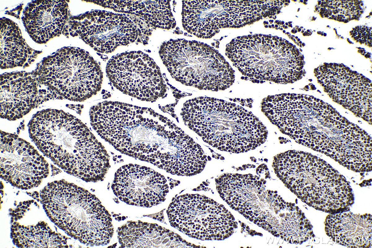 Immunohistochemical analysis of paraffin-embedded mouse testis tissue slide using KHC1376 (BCLAF1 IHC Kit).