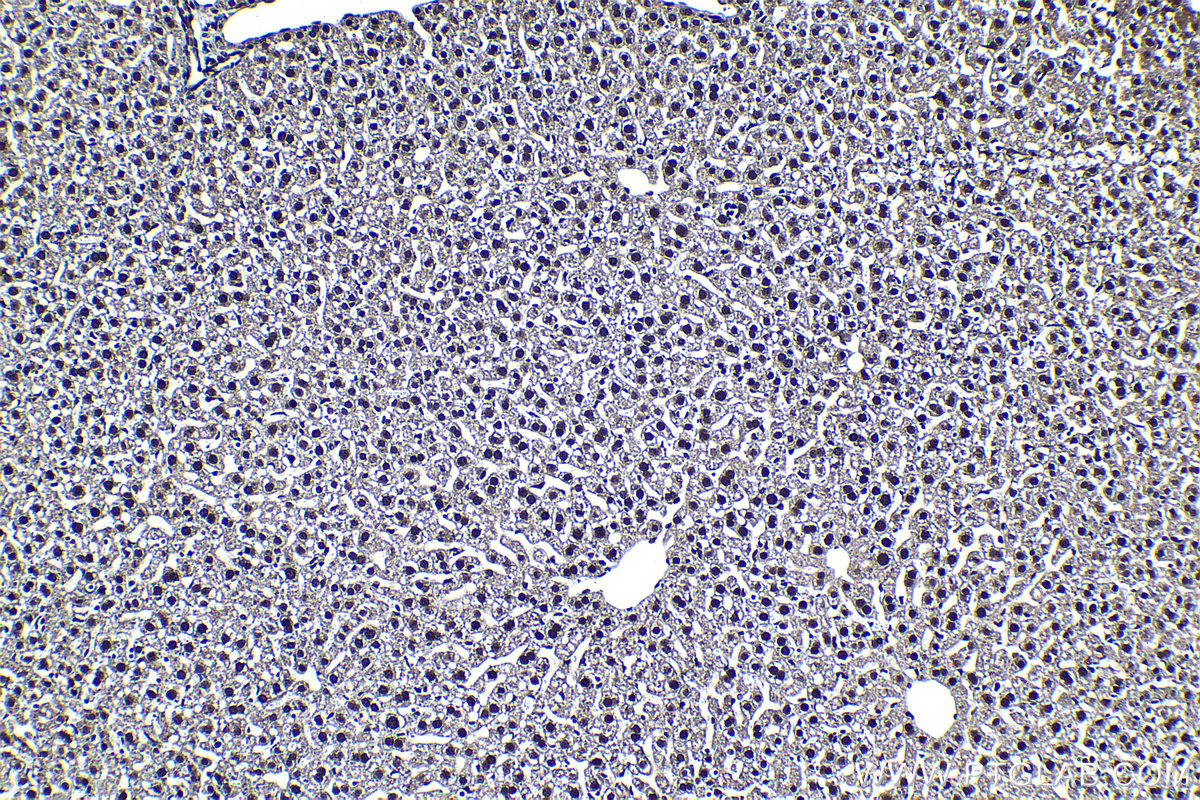 Immunohistochemical analysis of paraffin-embedded mouse liver tissue slide using KHC1376 (BCLAF1 IHC Kit).