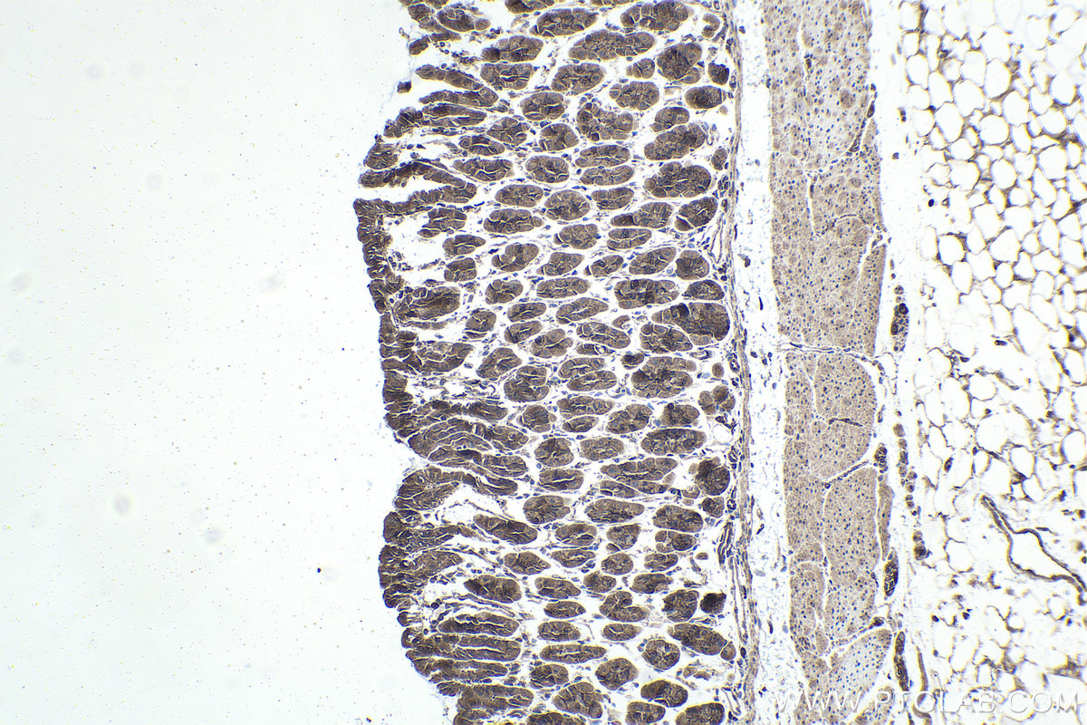 Immunohistochemical analysis of paraffin-embedded mouse stomach tissue slide using KHC1731 (BECN1 IHC Kit).