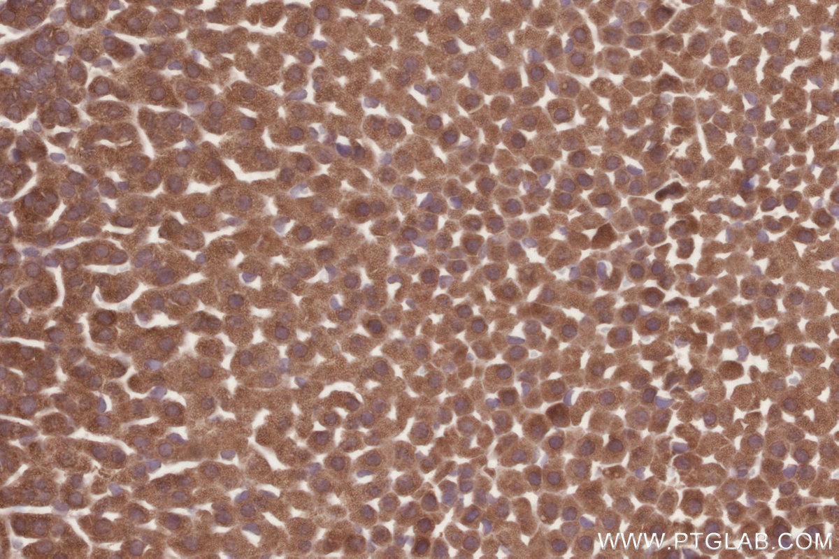 Immunohistochemical analysis of paraffin-embedded mouse adrenal gland tissue slide using KHC2869 (BEGAIN IHC Kit).