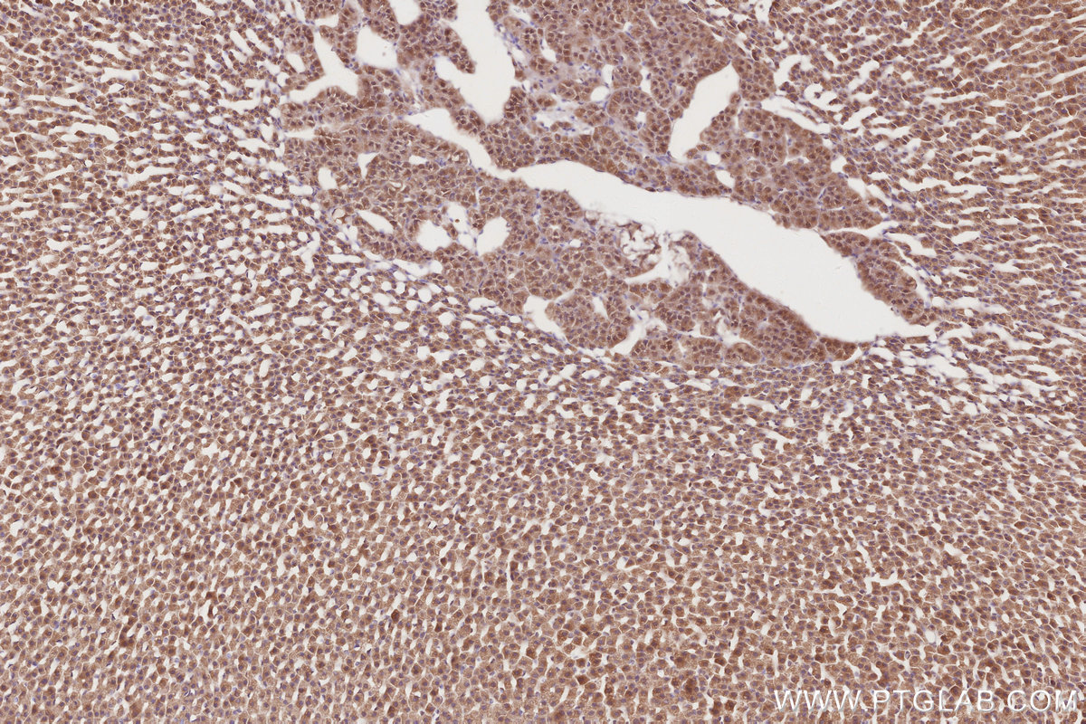 Immunohistochemical analysis of paraffin-embedded rat adrenal gland tissue slide using KHC2869 (BEGAIN IHC Kit).