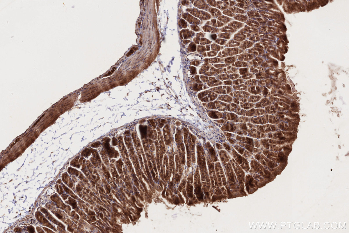 Immunohistochemical analysis of paraffin-embedded mouse stomach tissue slide using KHC2715 (BICD2 IHC Kit).