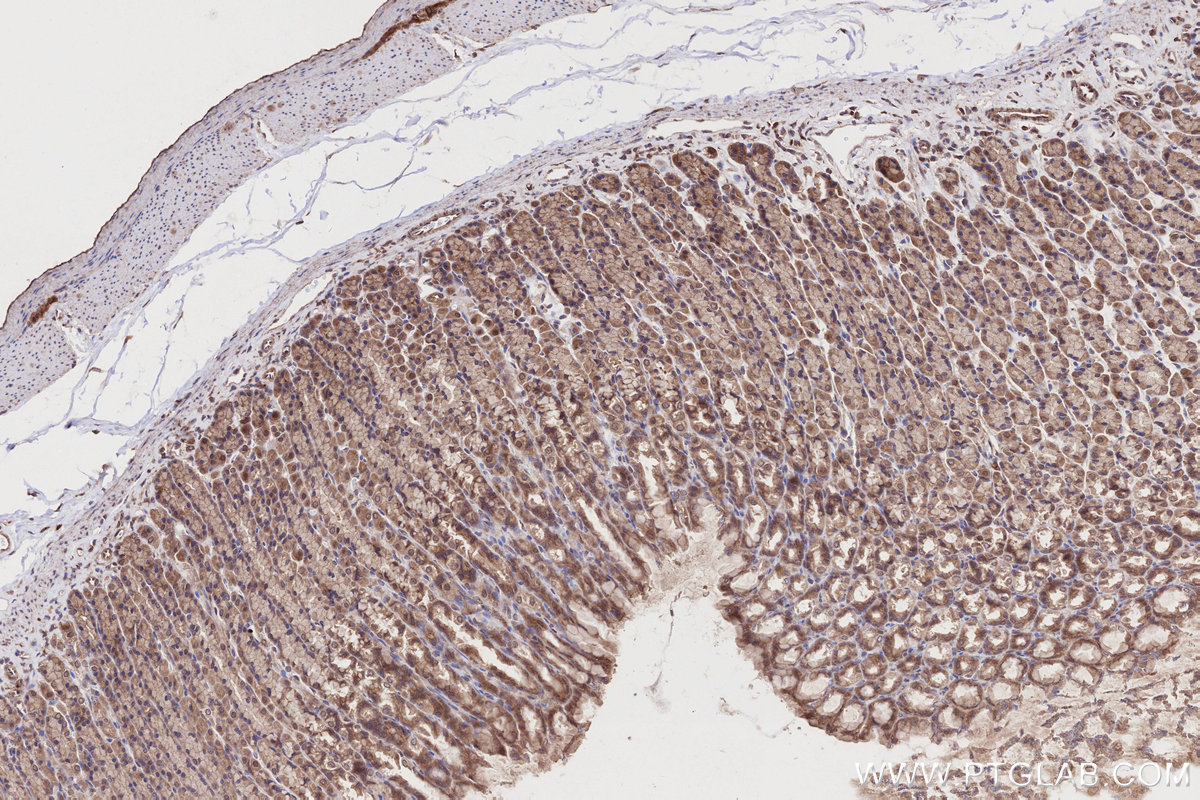 Immunohistochemical analysis of paraffin-embedded rat stomach tissue slide using KHC2715 (BICD2 IHC Kit).