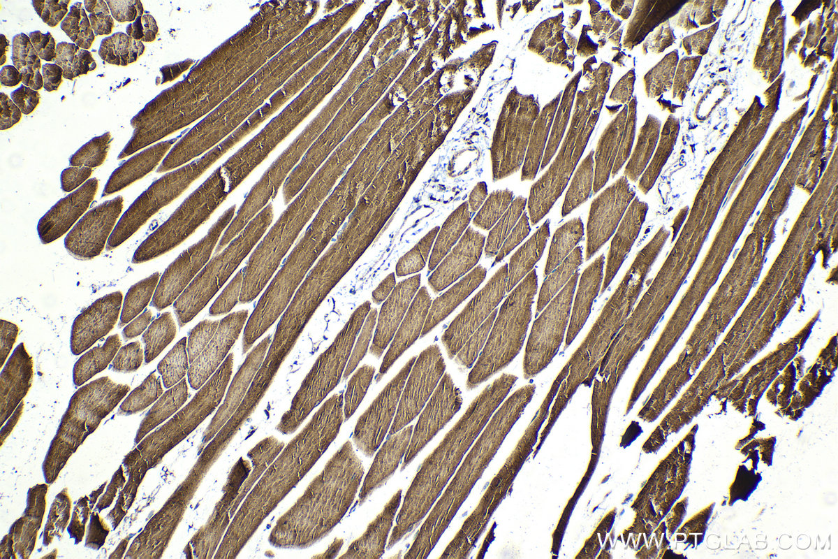 Immunohistochemical analysis of paraffin-embedded mouse skeletal muscle tissue slide using KHC2048 (BIN1 IHC Kit).