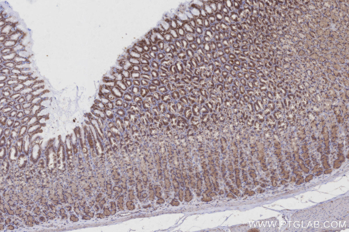 Immunohistochemical analysis of paraffin-embedded rat stomach tissue slide using KHC2946 (BIRC6 IHC Kit).