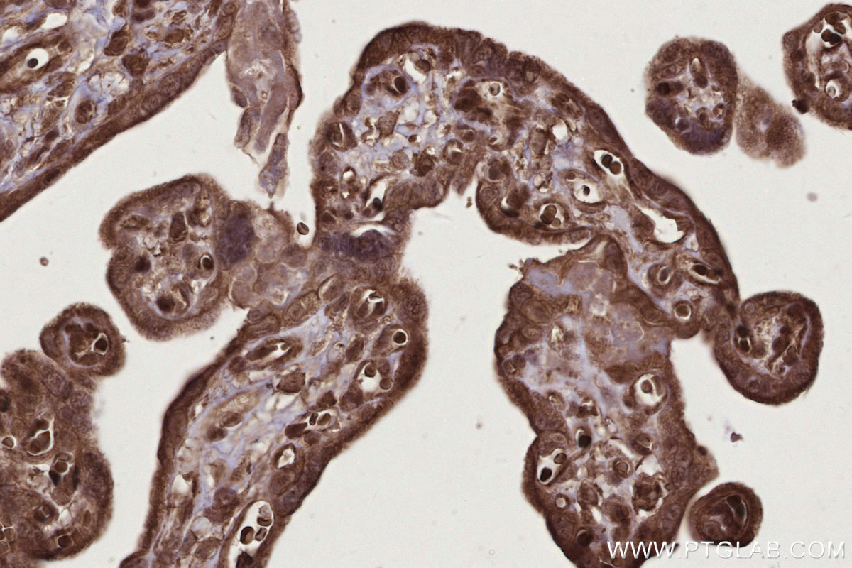Immunohistochemical analysis of paraffin-embedded human placenta tissue slide using KHC2781 (BIRC7 IHC Kit).