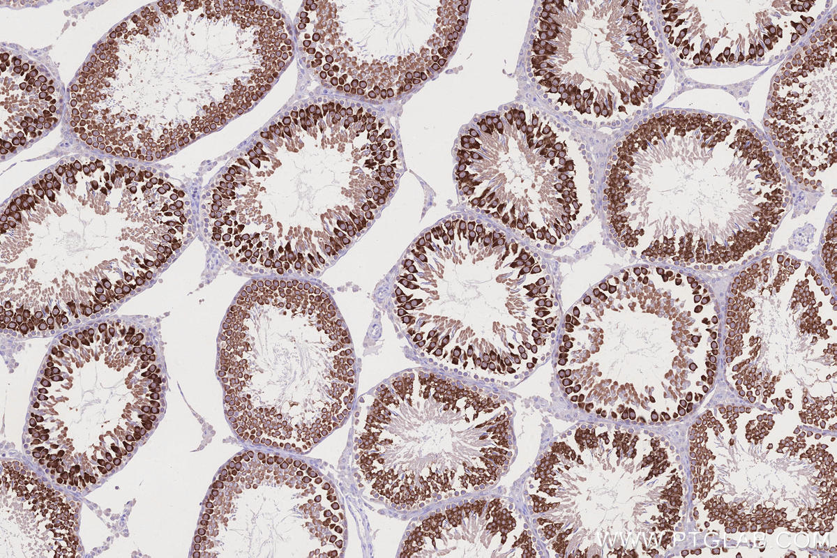 Immunohistochemical analysis of paraffin-embedded rat testis tissue slide using KHC2683 (BOLL/BOULE IHC Kit).