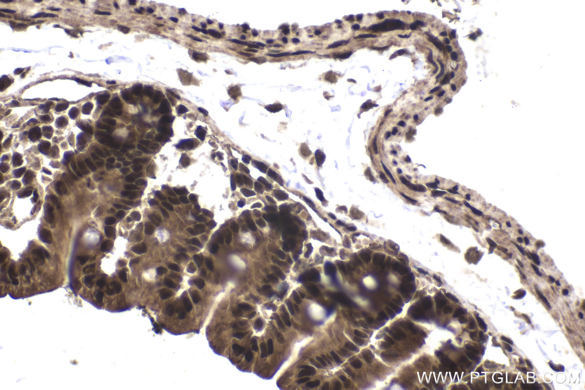 Immunohistochemical analysis of paraffin-embedded mouse intestine tissue slide using KHC1949 (BRMS1 IHC Kit).