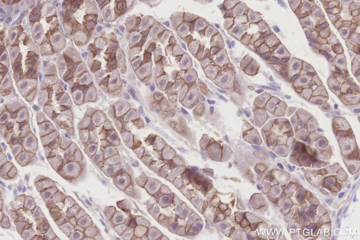 Immunohistochemical analysis of paraffin-embedded mouse stomach tissue slide using KHC2737 (BTN2A2 IHC Kit).