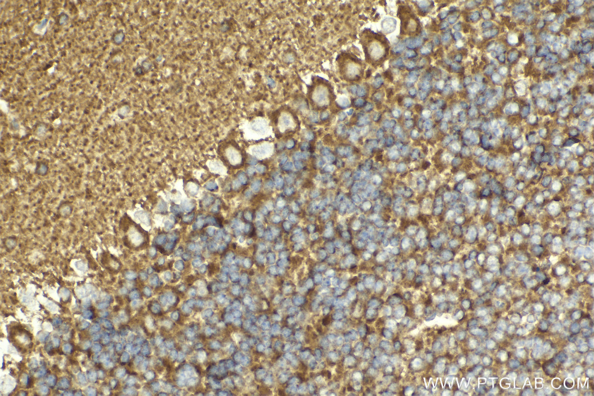 Immunohistochemical analysis of paraffin-embedded mouse cerebellum tissue slide using KHC2013 (BTRC IHC Kit).