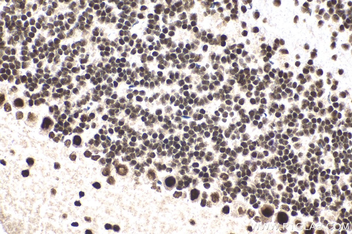 Immunohistochemical analysis of paraffin-embedded mouse cerebellum tissue slide using KHC2091 (BUB3 IHC Kit).