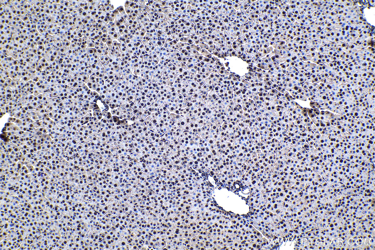 Immunohistochemical analysis of paraffin-embedded rat liver tissue slide using KHC1358 (BYSL IHC Kit).